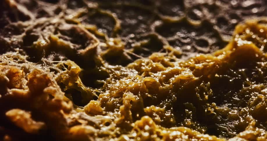 The fungus is pulsating