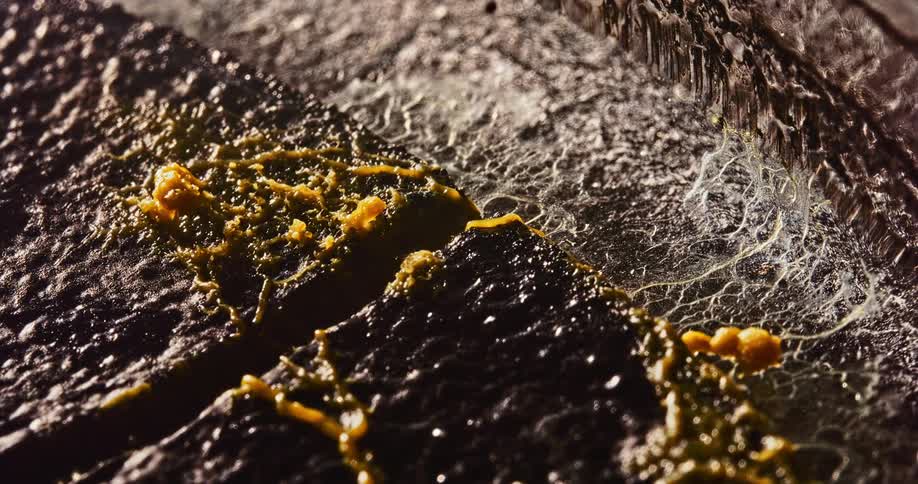 Orange fungal mass grows on dark surface