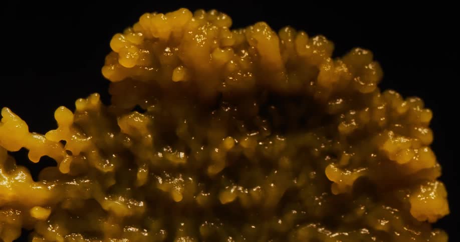 The fungus is spreading and pulsating