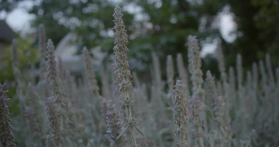 Tall flowers blooming in a field near trees