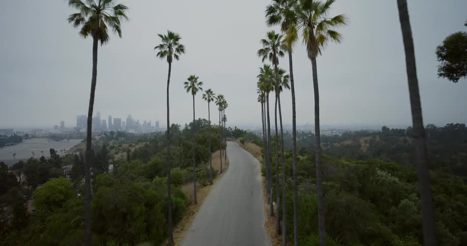 The road is lined with tall palm trees