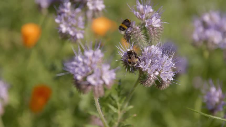 Bees are pollinating the flowers