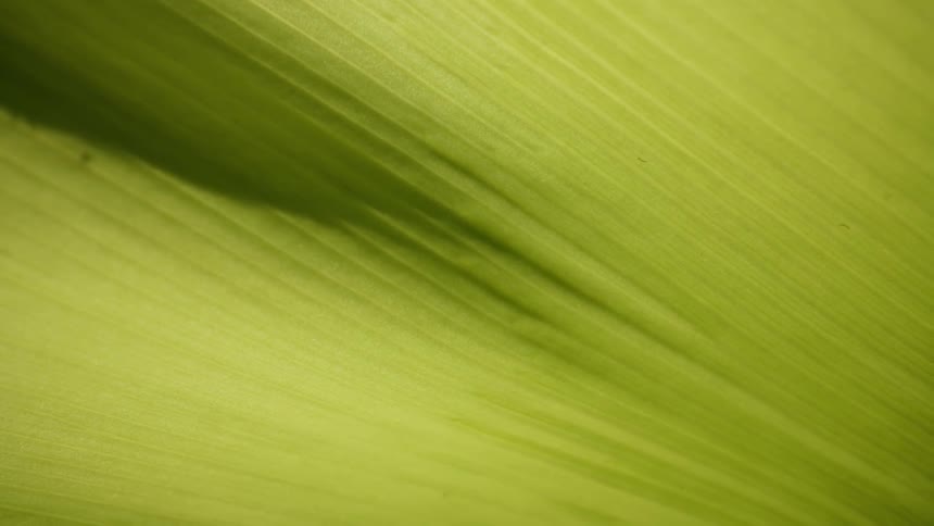 Macro view of a green jungle leaf
