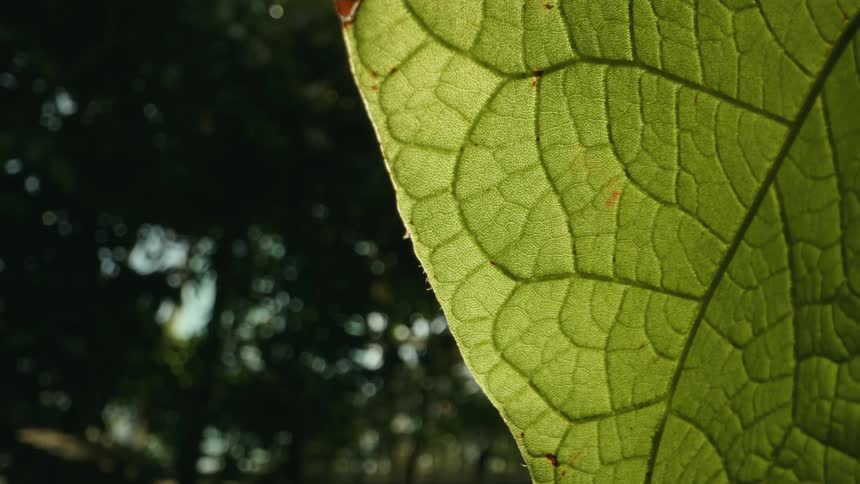 A large leaf is in front of the forest