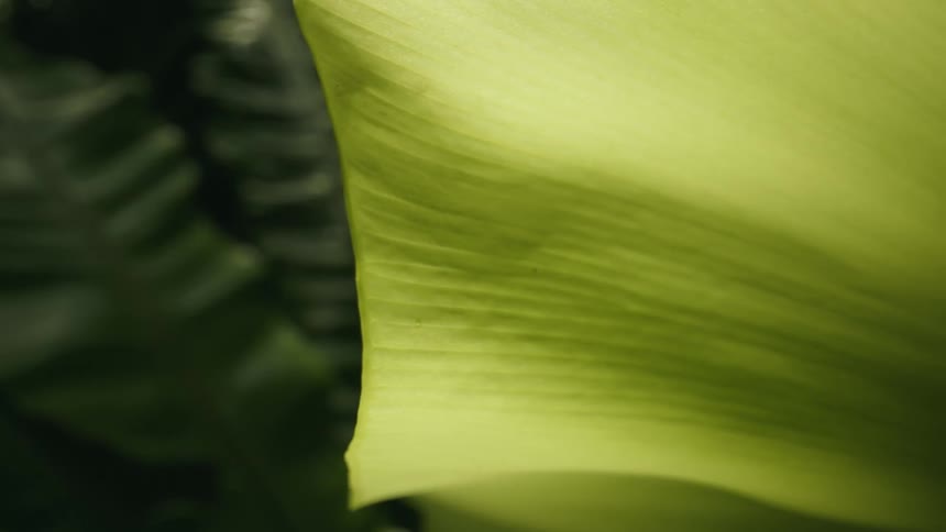 A large yellow leaf hangs