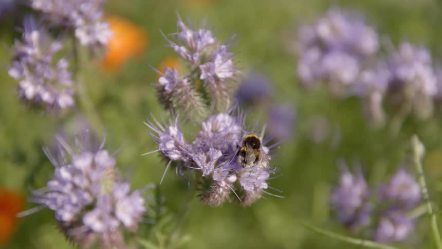 A bumblebee walks all over a purple flower as if he is on a mission