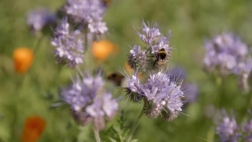 Bees are pollinating the flowers