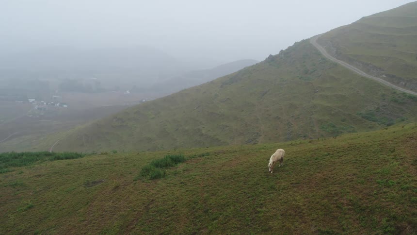 A horse grazes on a mountain slope on a foggy day