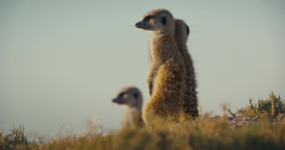 Three suricates standing together outdoors
