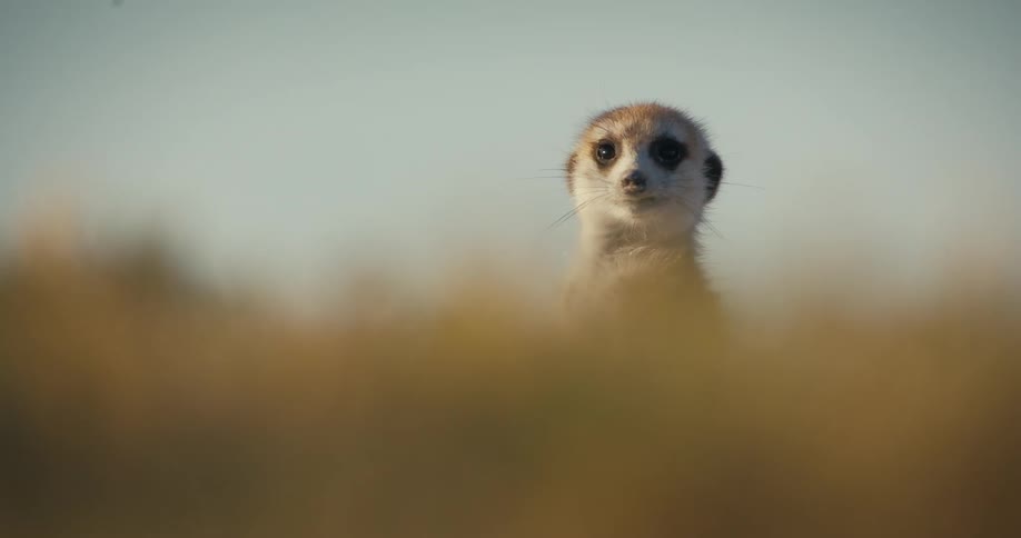 A single meerkat stands alertly as it surveys its surroundings