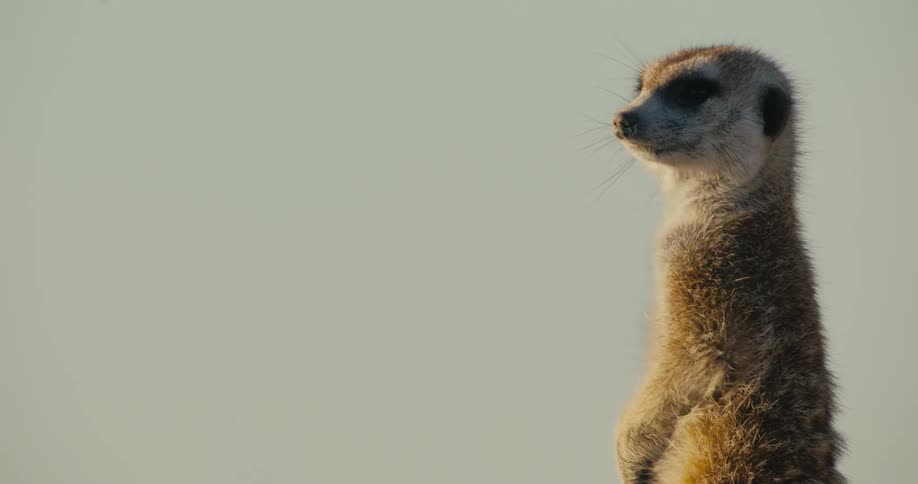 Suricate standing up
