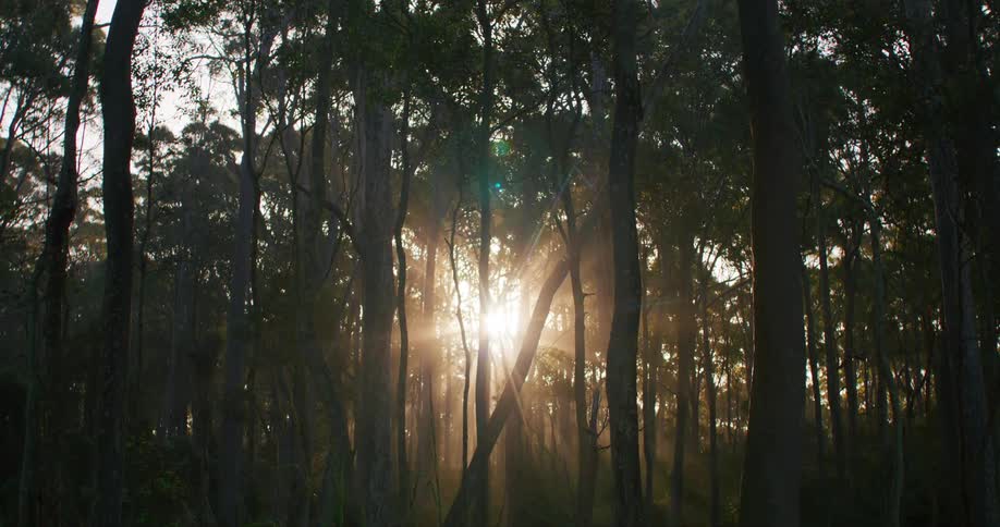 Rays of sunlight shine through the trees in the forest as the sun is setting