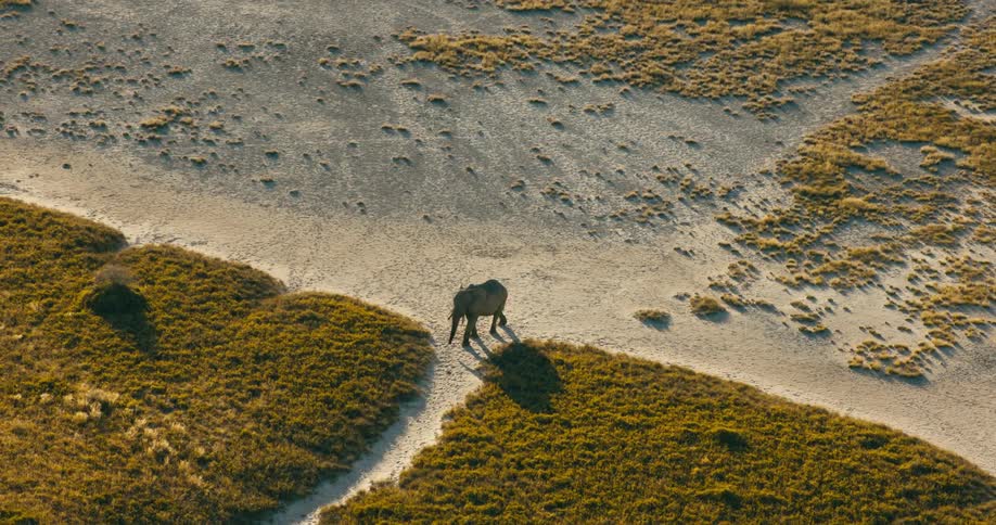 A large elephant walks through the trail