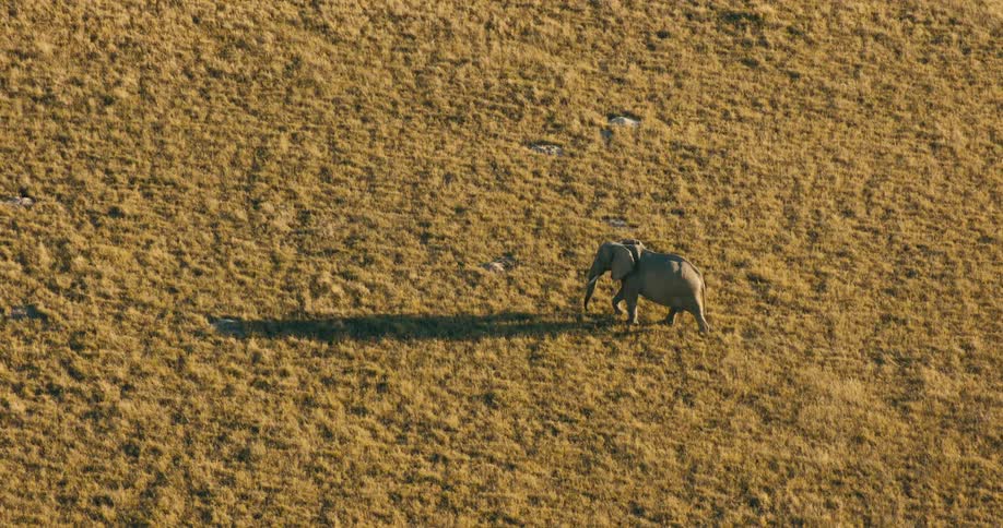 A large elephant walks alone across a flat grassy plain