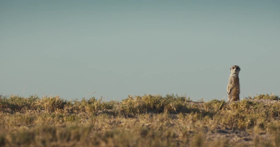 A meerkat stands at alert in a grassland during the day