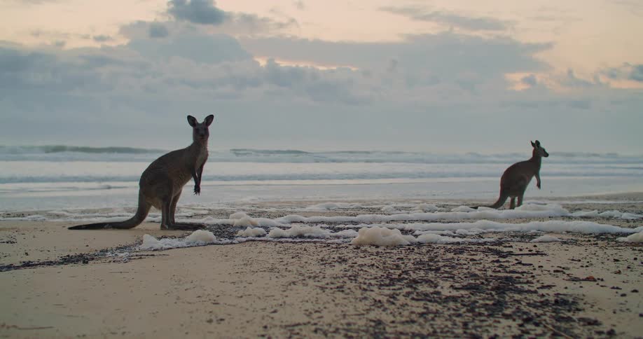 Two kangaroos standing at the beach