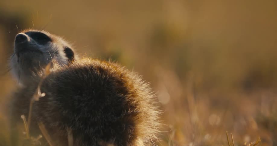 Meerkat in the wild scratching itself and then digging the ground on a sunny day