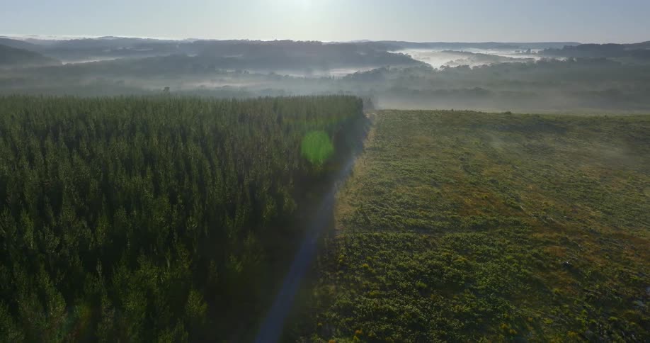A straight line separates a forest from a field