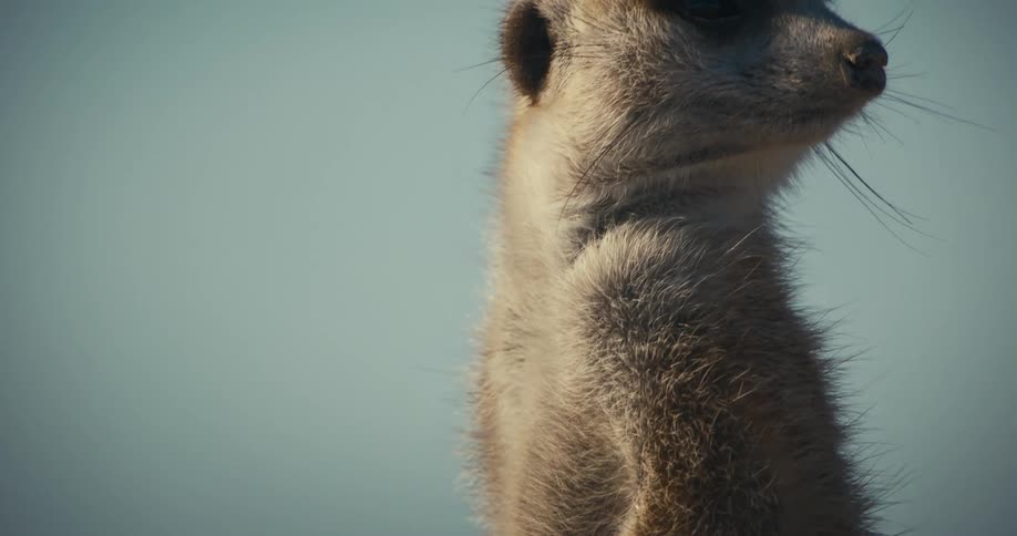 The ferret is looking around