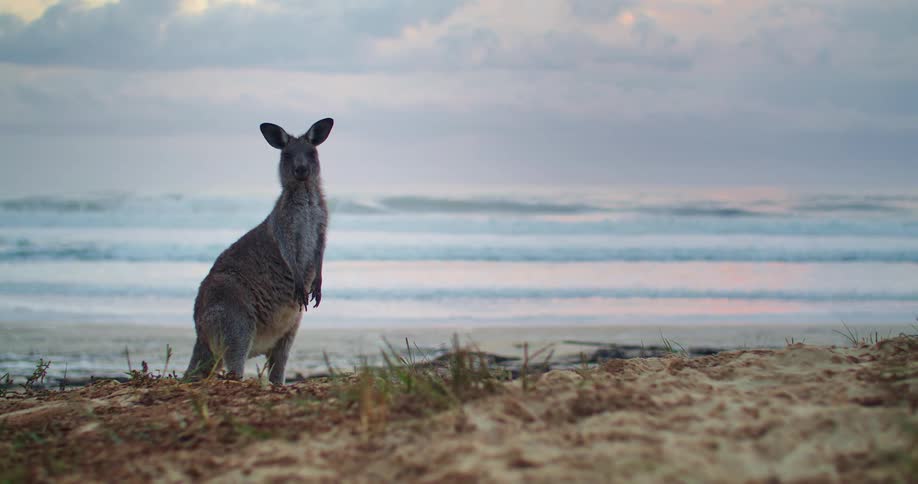 Kangaroo standing on the beach next to the sea