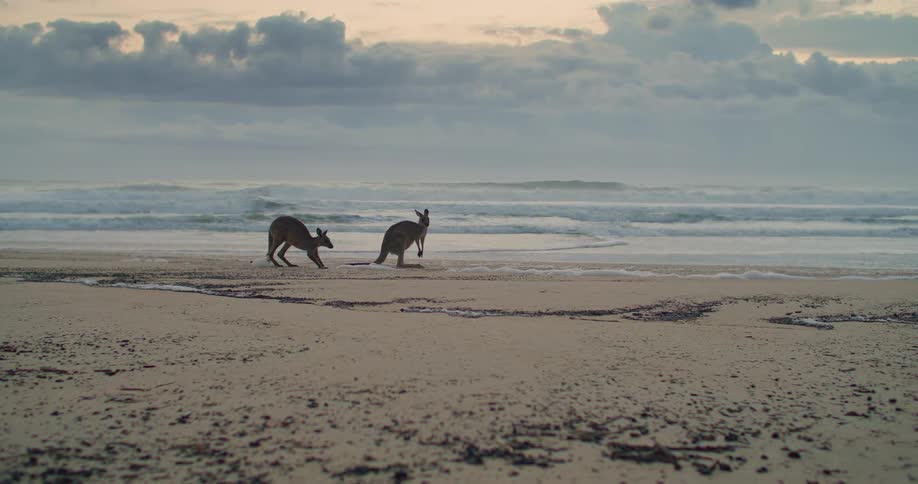 Pair of kangaroos on an empty beach near the sea at sunset