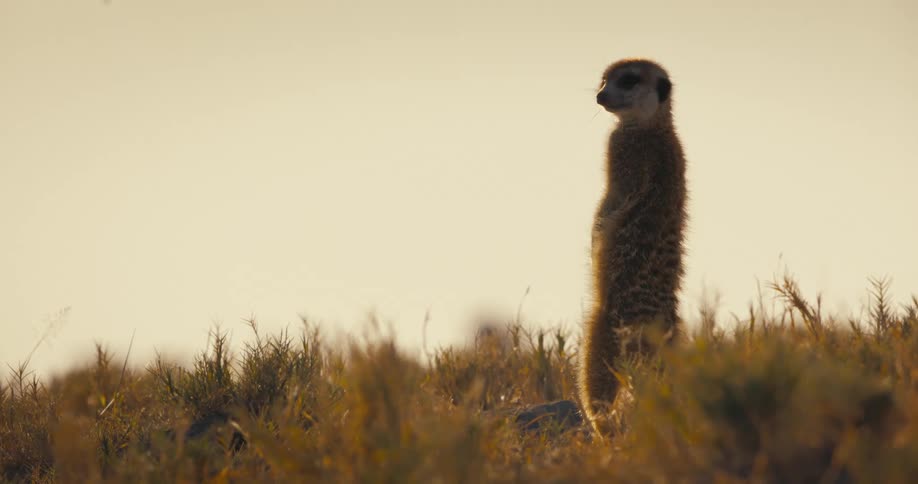 Suricate standing up on the grass