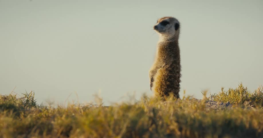 Suricate standing on the grass