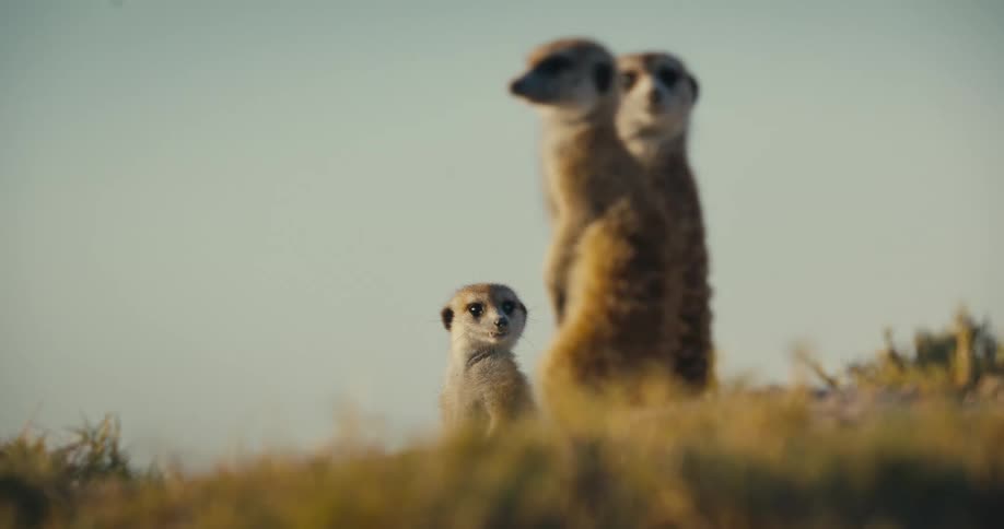 A trio of meerkats stand upright and look around attentively
