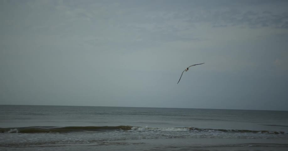 A gull flies over a sandy beach during the day