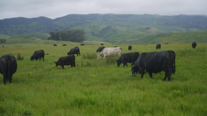 A herd of cattle stand in a grassy field while they graze on the grass