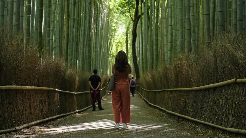 A handful of people stand along a path lined by towering bamboo stalks