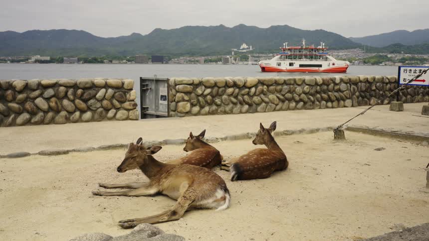 A trio of deer sit and rest near a shoreline as a boat passes by
