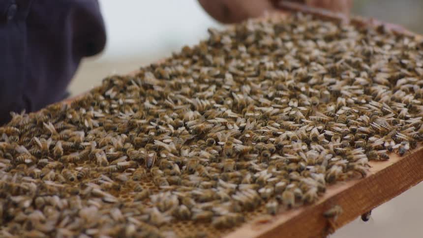 A beekeeper carefully turns over a piece of honeycomb covered in bees