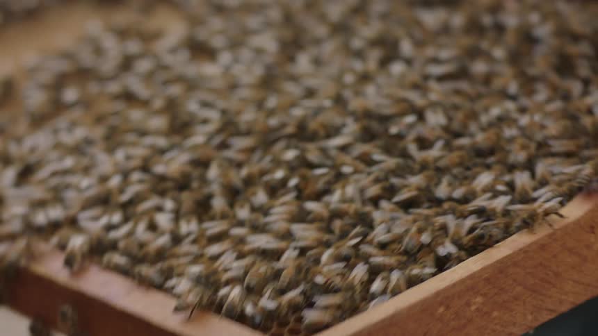 A person holding a honey frame covered in bees flips it over