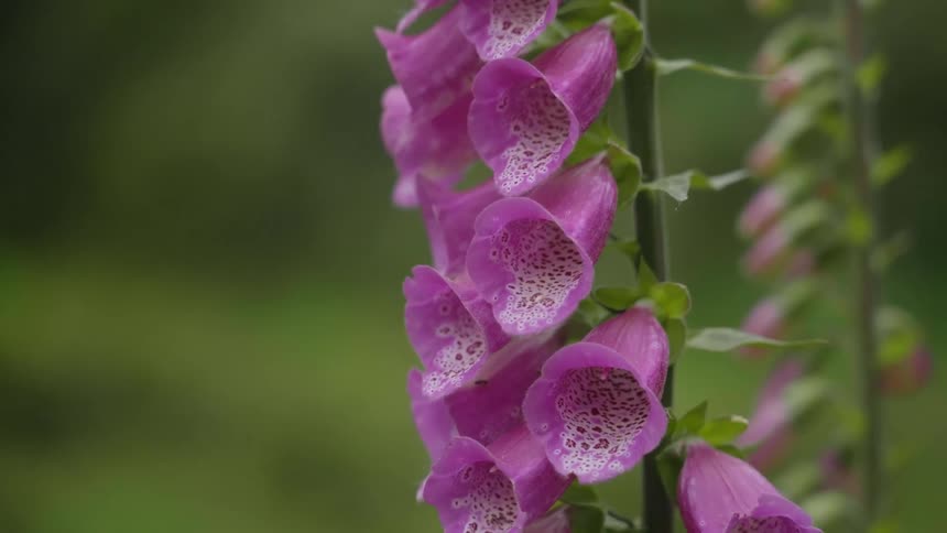 A plant has multiple pink flower blossoms blooming along its stem