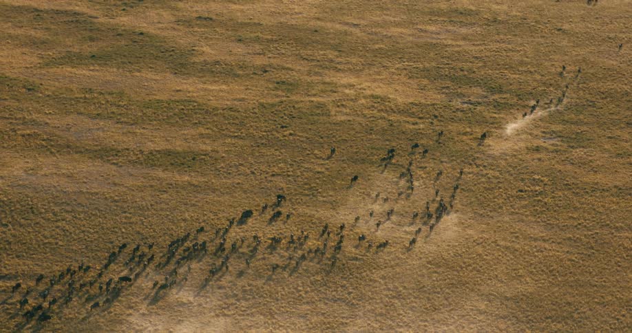 Wildebeests herd migrates across plain stirring up dust