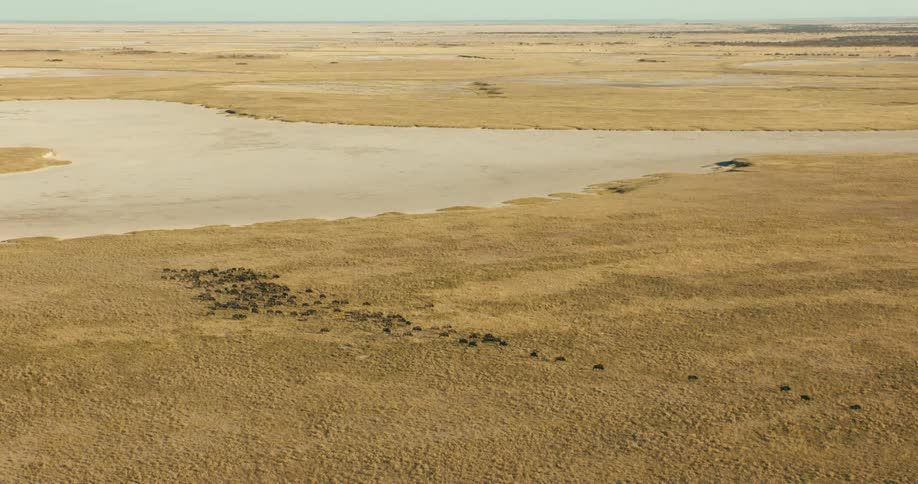 Large herd of wildebeests moves across grasslands near water