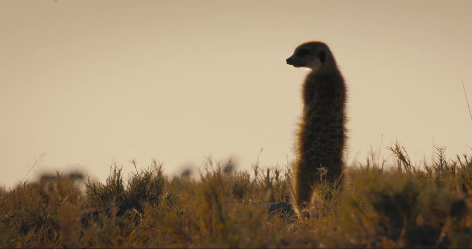 A meerkat stands in the grass with his back turned and his head looking to the side as if he is hyper alert