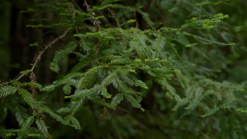 The green branches of plants move in the breeze