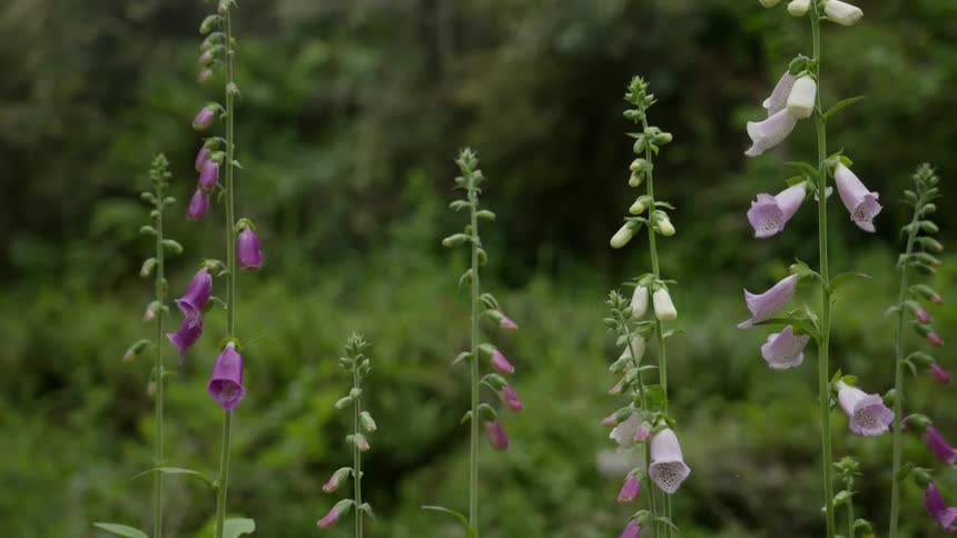 Purple foxglove flowers outdoors next to dense vegetation