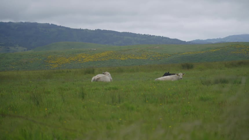 A group of cows rest in a field on a cloudy day