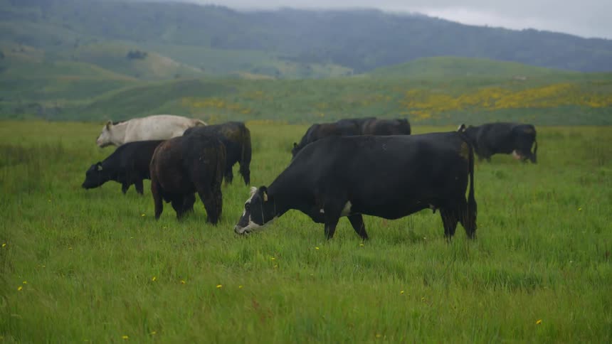 Cows eating grass on a field