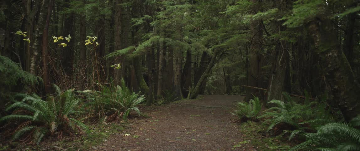 Lonely trail through a wooded area