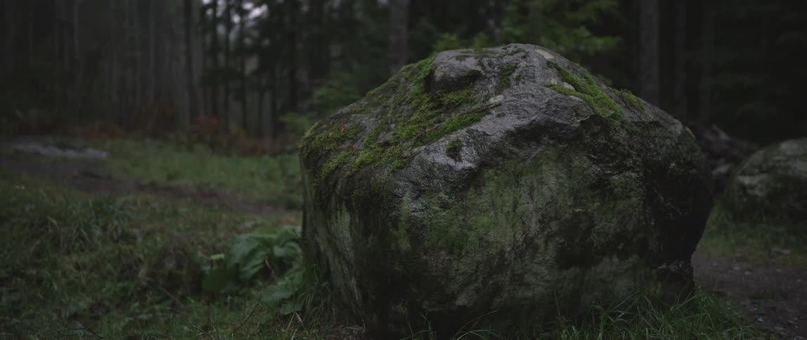 Opening in a dense forest with a large mossy rock