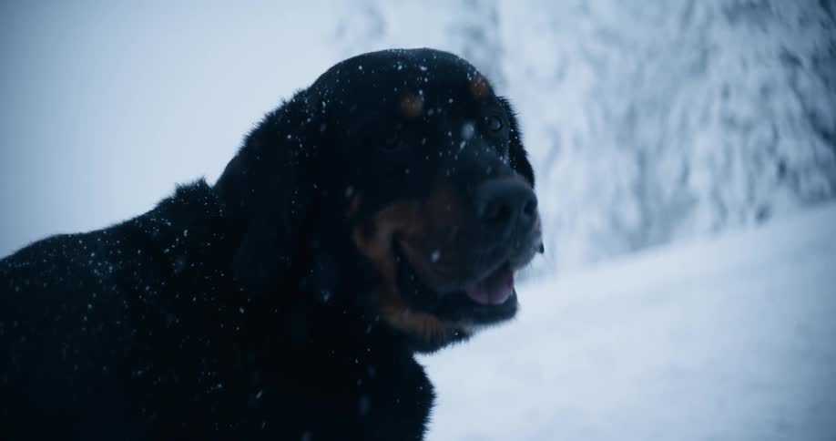 A dog standing outdoors while its snowing in winter