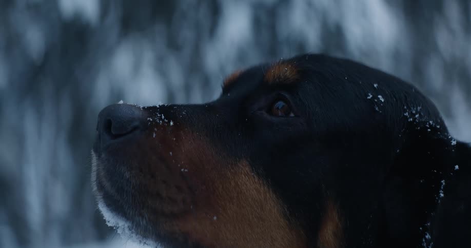 Snow covers bottom of muzzle of dog staring upwards in winter