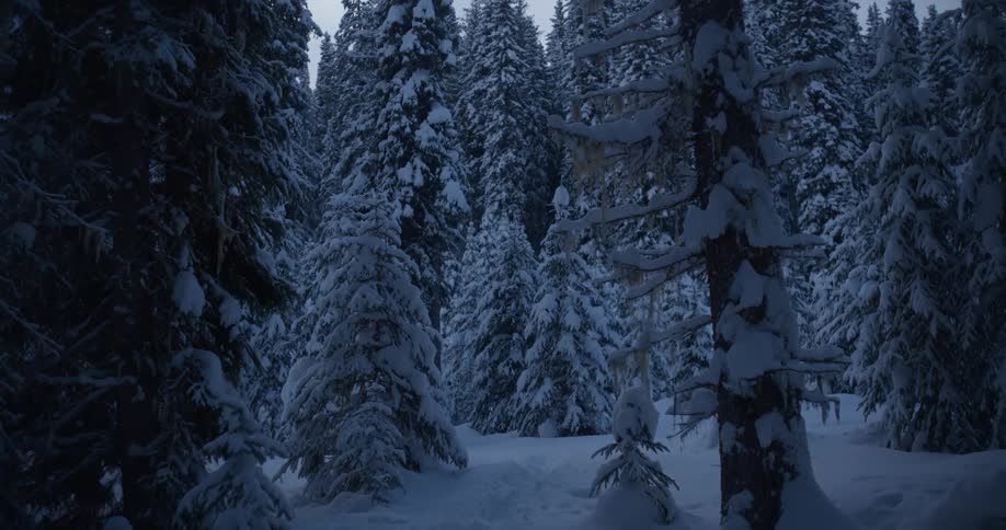 A person wearing black outfit is walking in the forest during winter as the trees and the floor all covered in snow