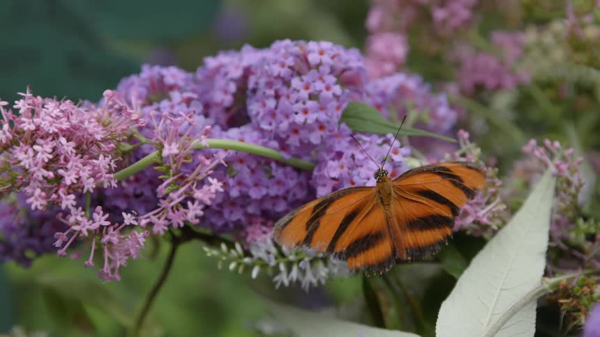Butterfly resting on a purple flower during summer