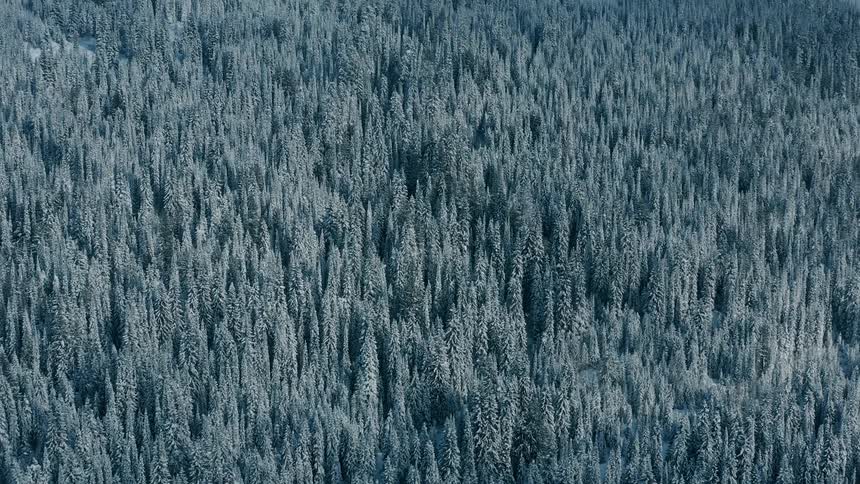 Aerial of pine forest covered with snow