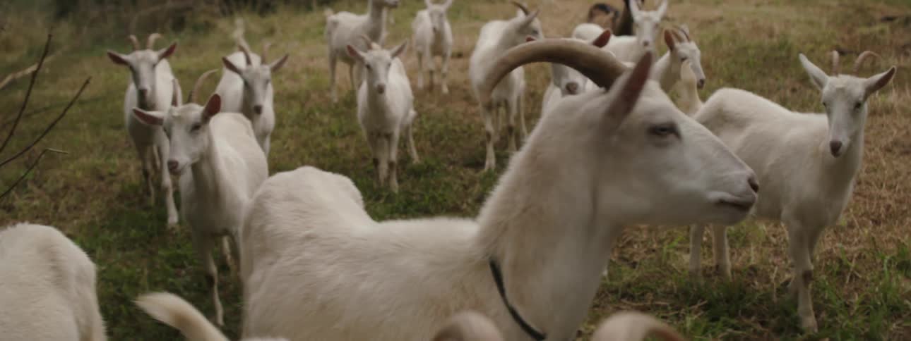 A herd of goats in the meadow